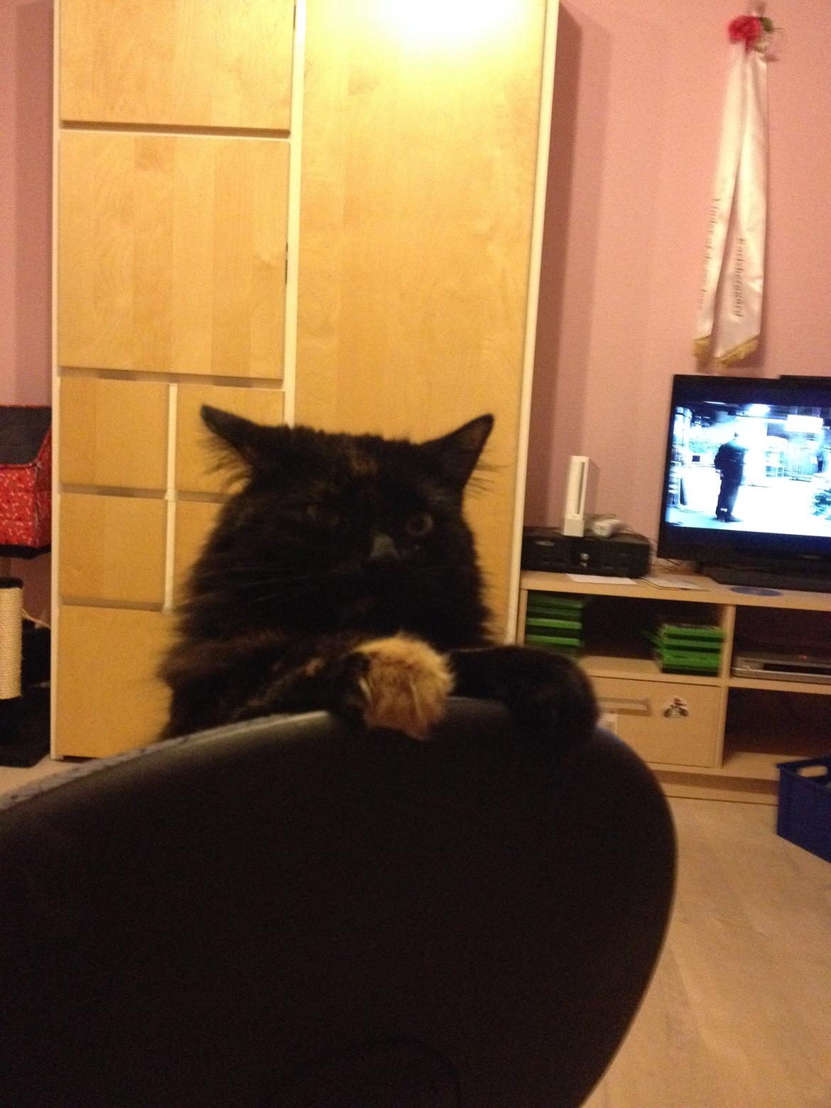 Blanding af racer Buska billede 19