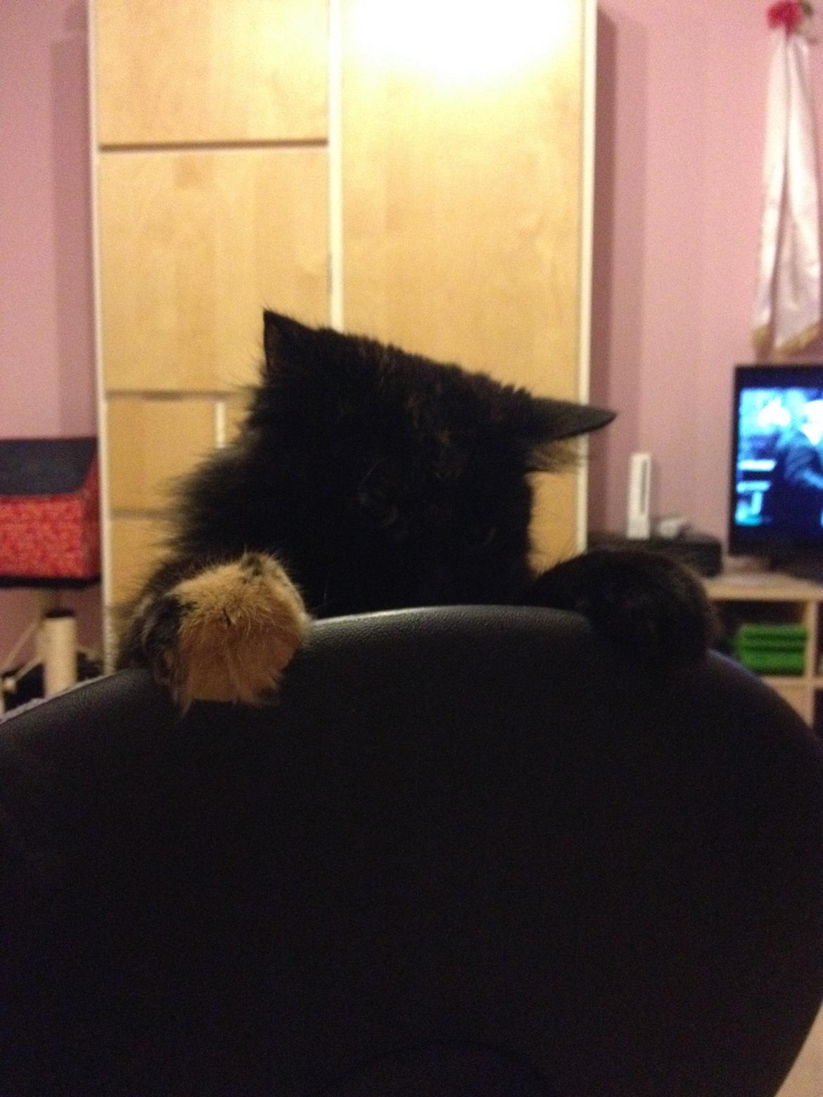 Blanding af racer Buska billede 20