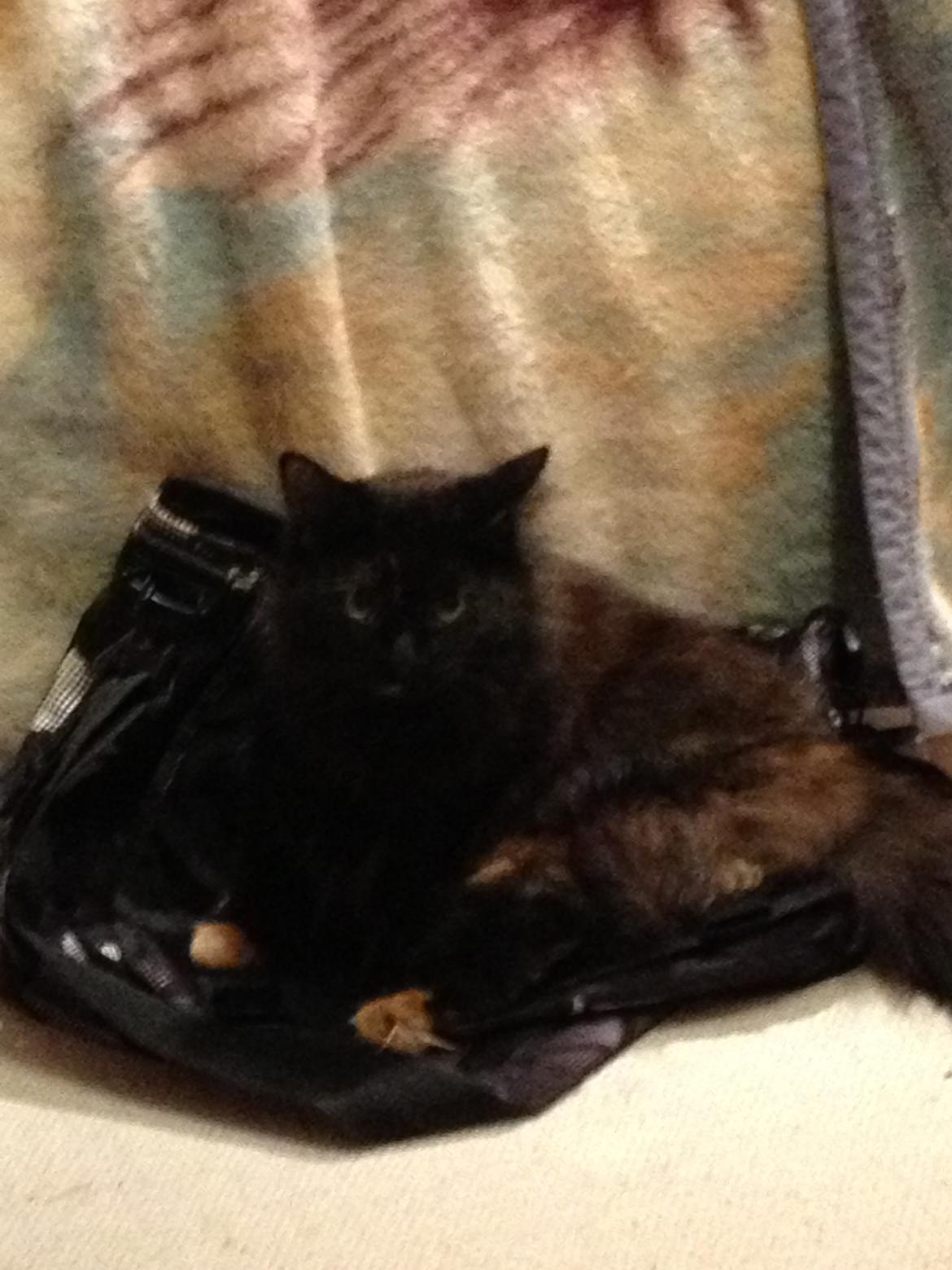 Blanding af racer Buska billede 21