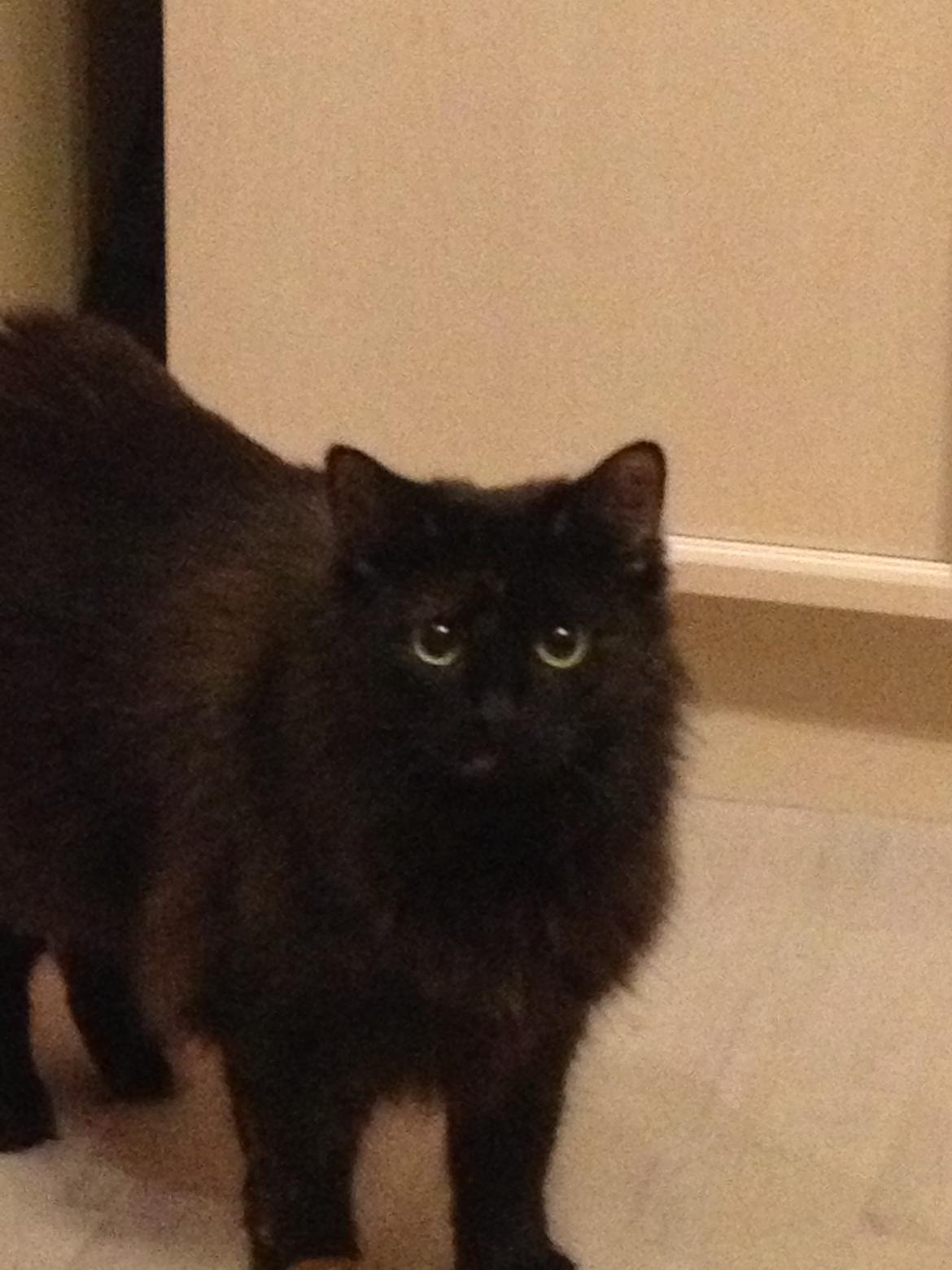 Blanding af racer Buska billede 22