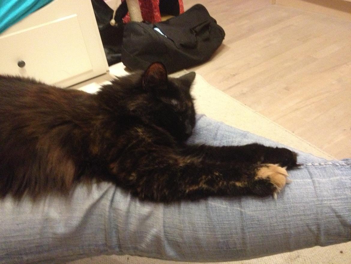 Blanding af racer Buska billede 23