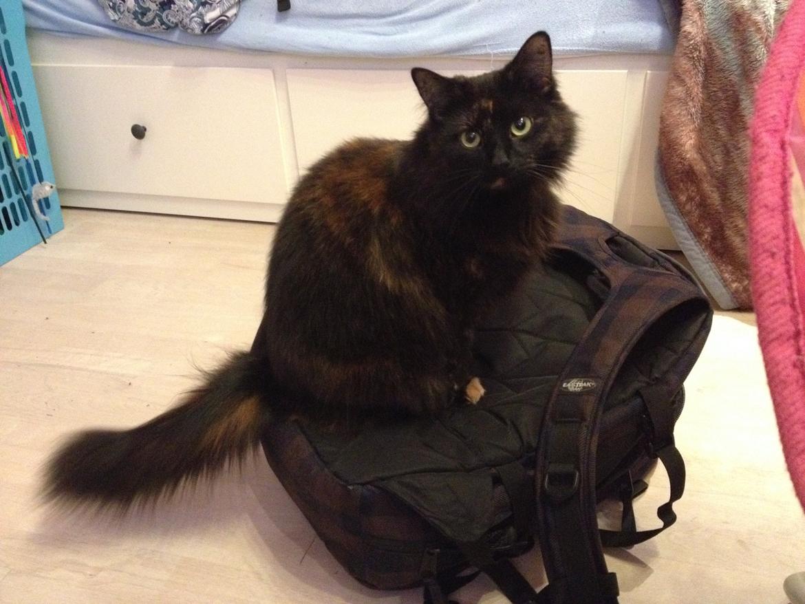 Blanding af racer Buska billede 3