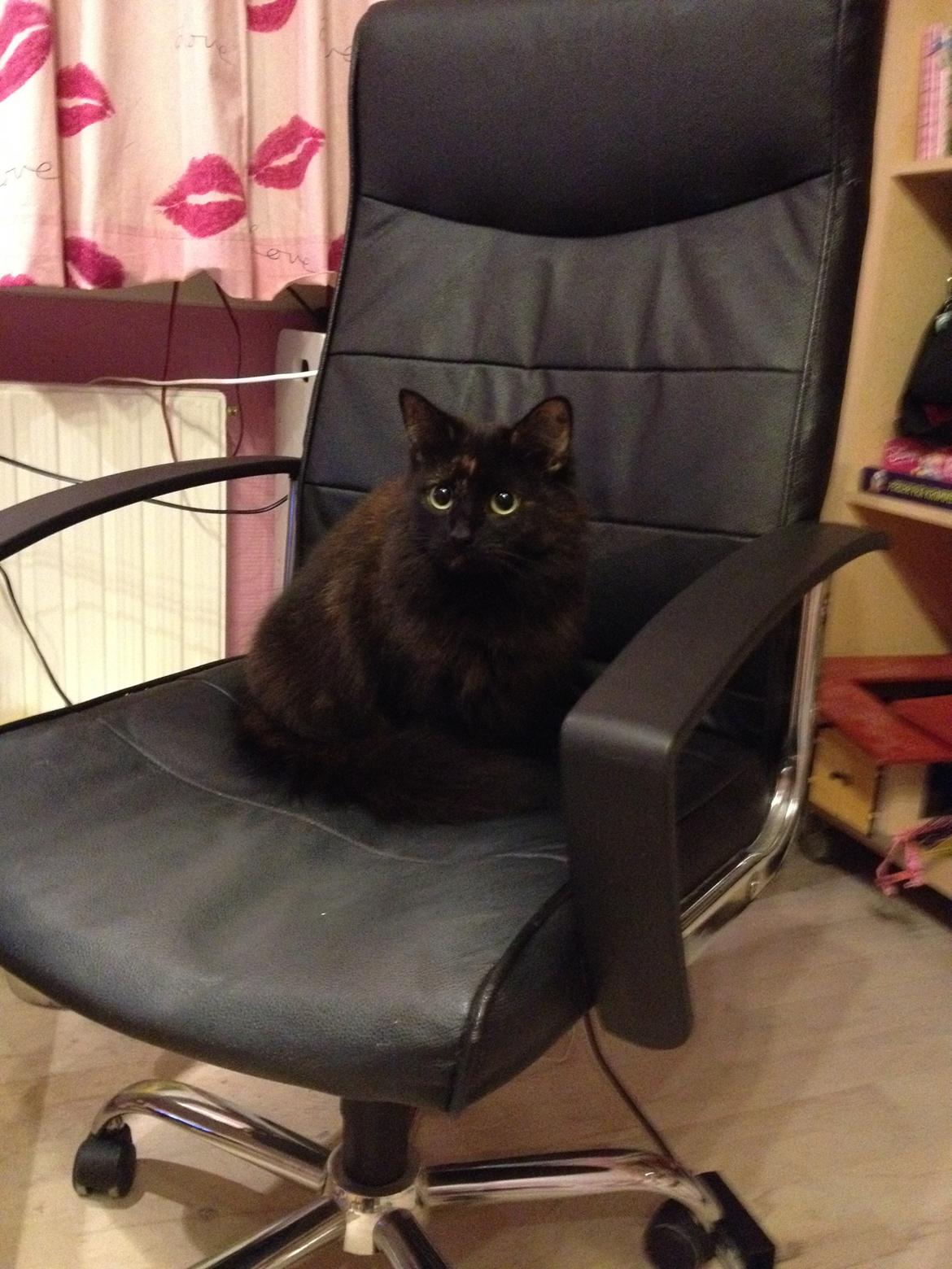 Blanding af racer Buska billede 24