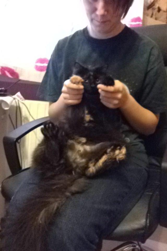 Blanding af racer Buska billede 25