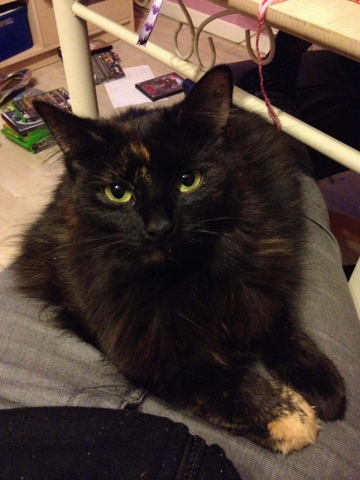 Blanding af racer Buska billede 26