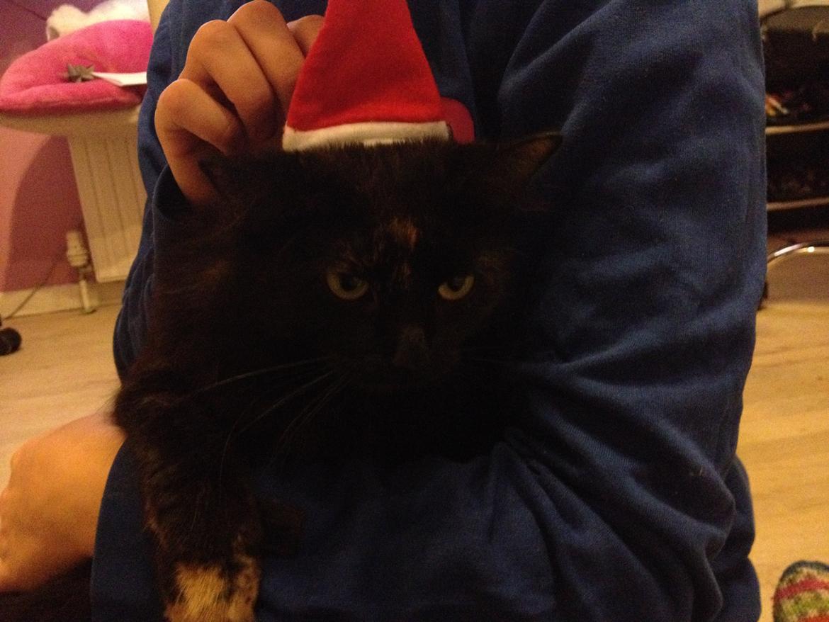 Blanding af racer Buska billede 27