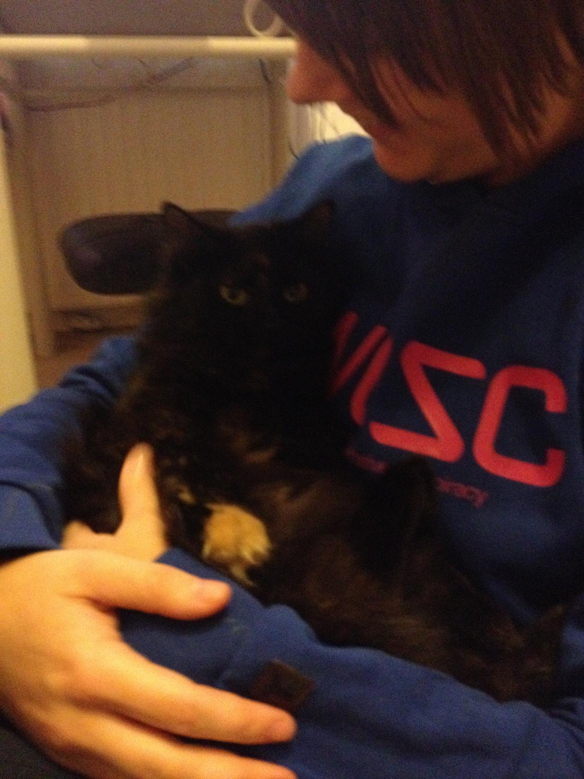 Blanding af racer Buska billede 28