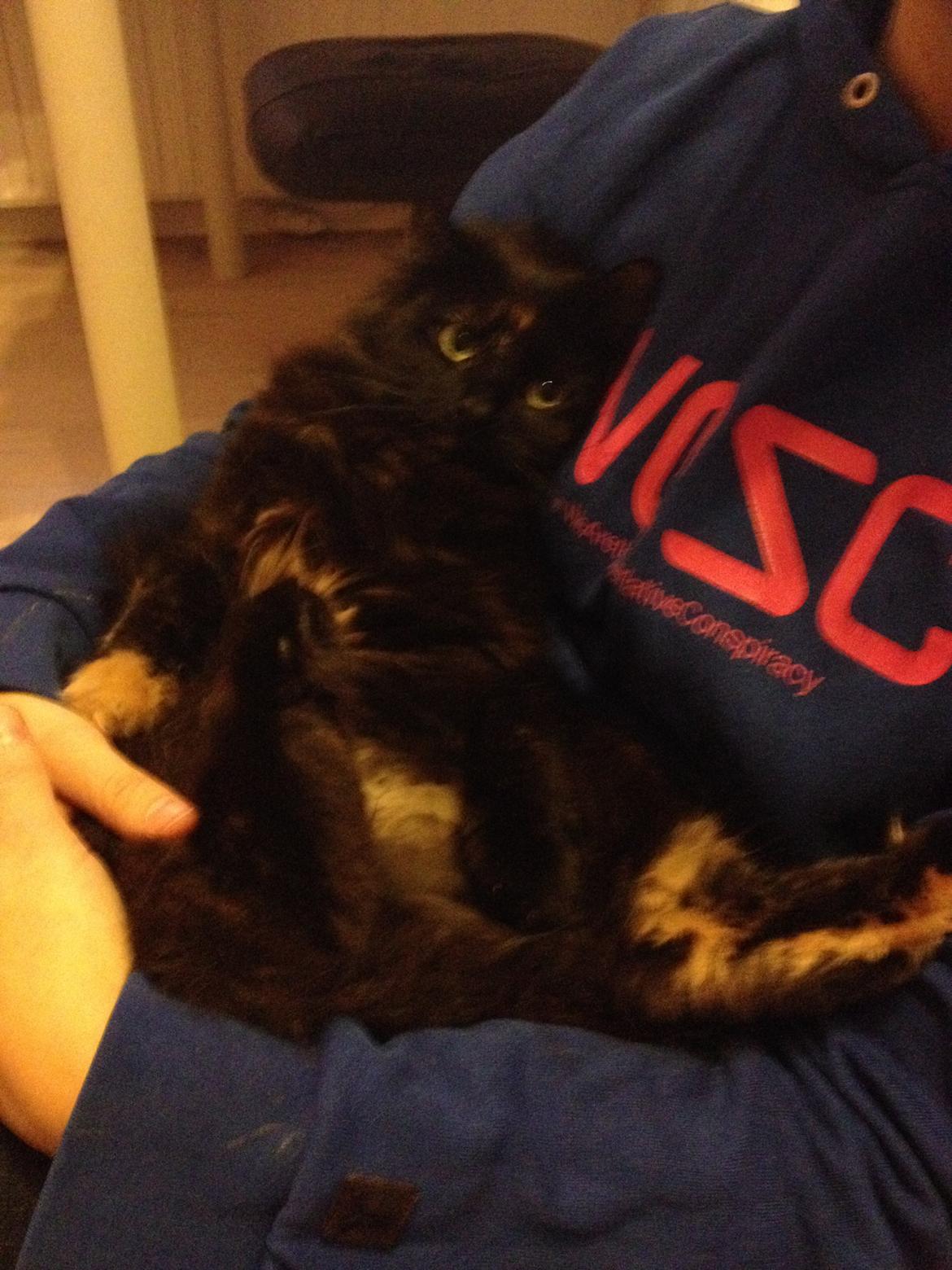 Blanding af racer Buska billede 29