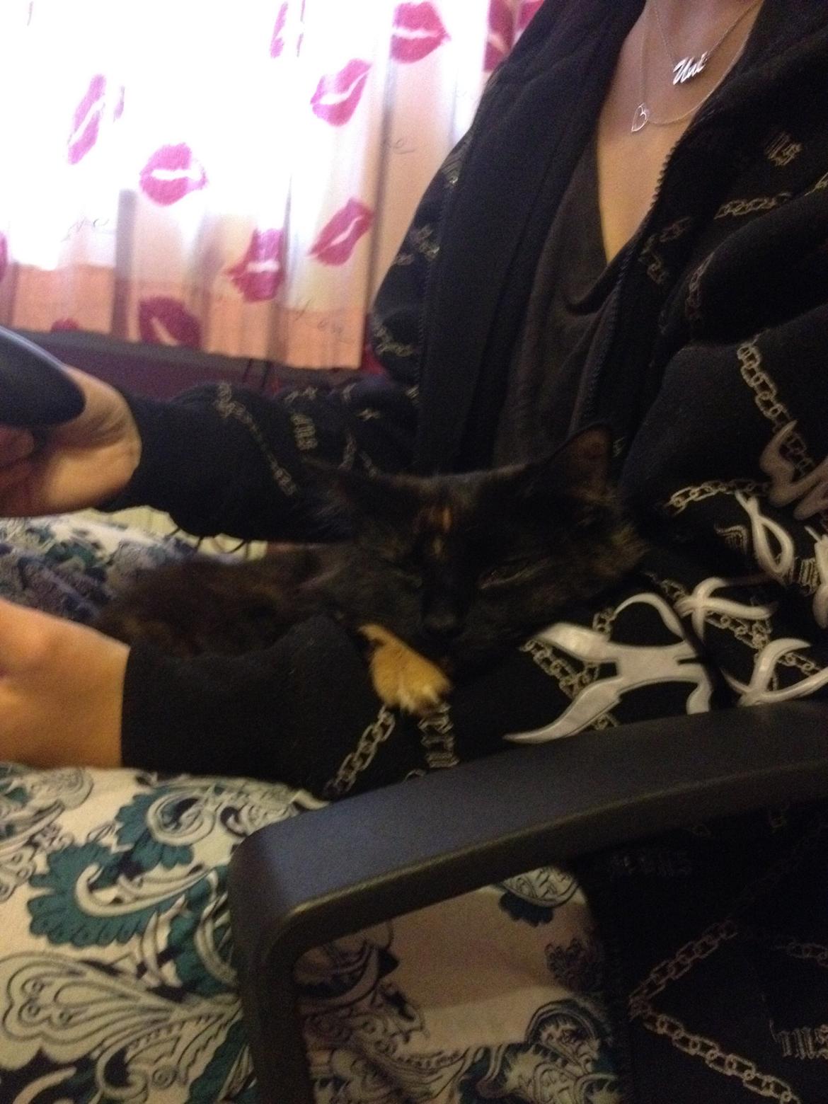 Blanding af racer Buska billede 30