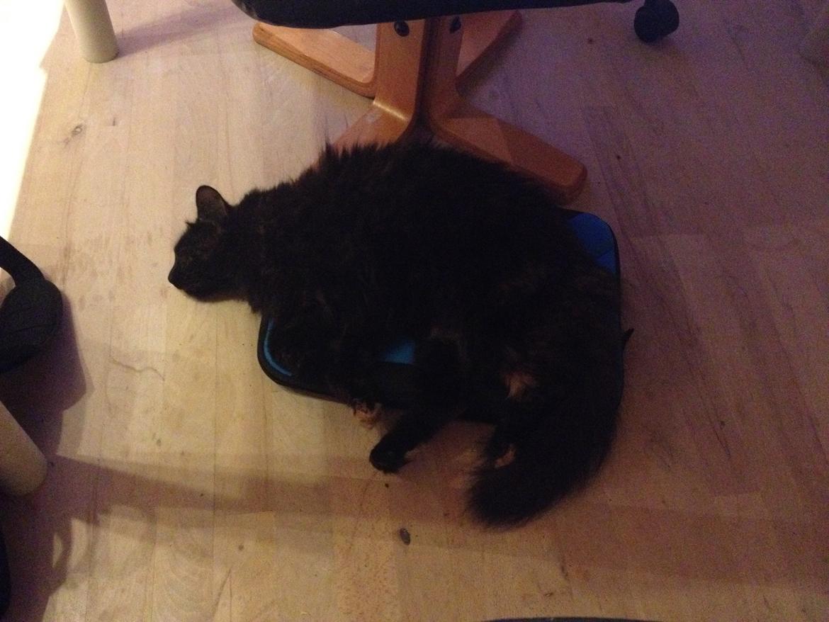 Blanding af racer Buska - Hendes fortrukne sovested, mit sleeve til min bærbar c: billede 31