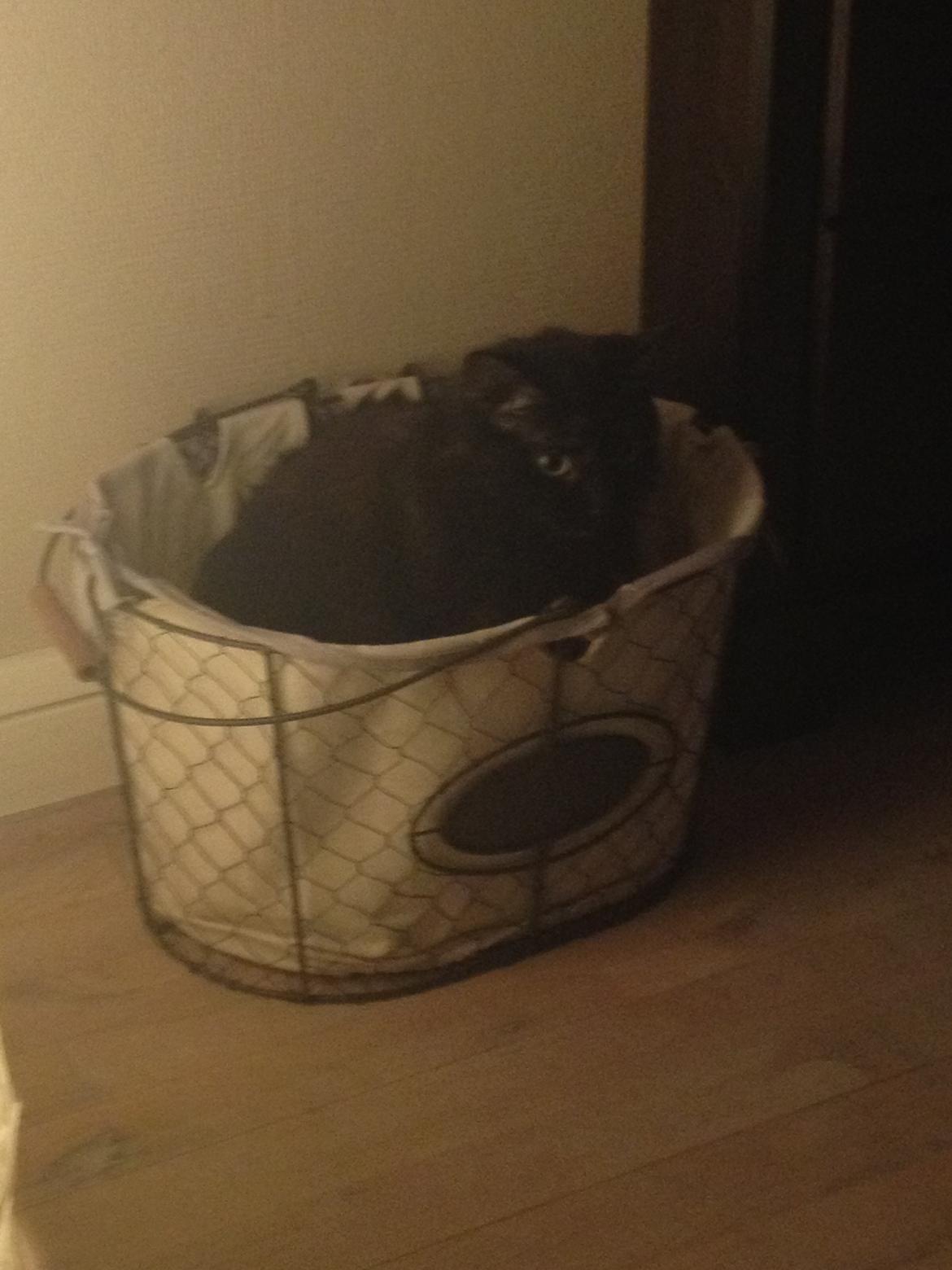 Blanding af racer Buska - If it fits, I sit. billede 32