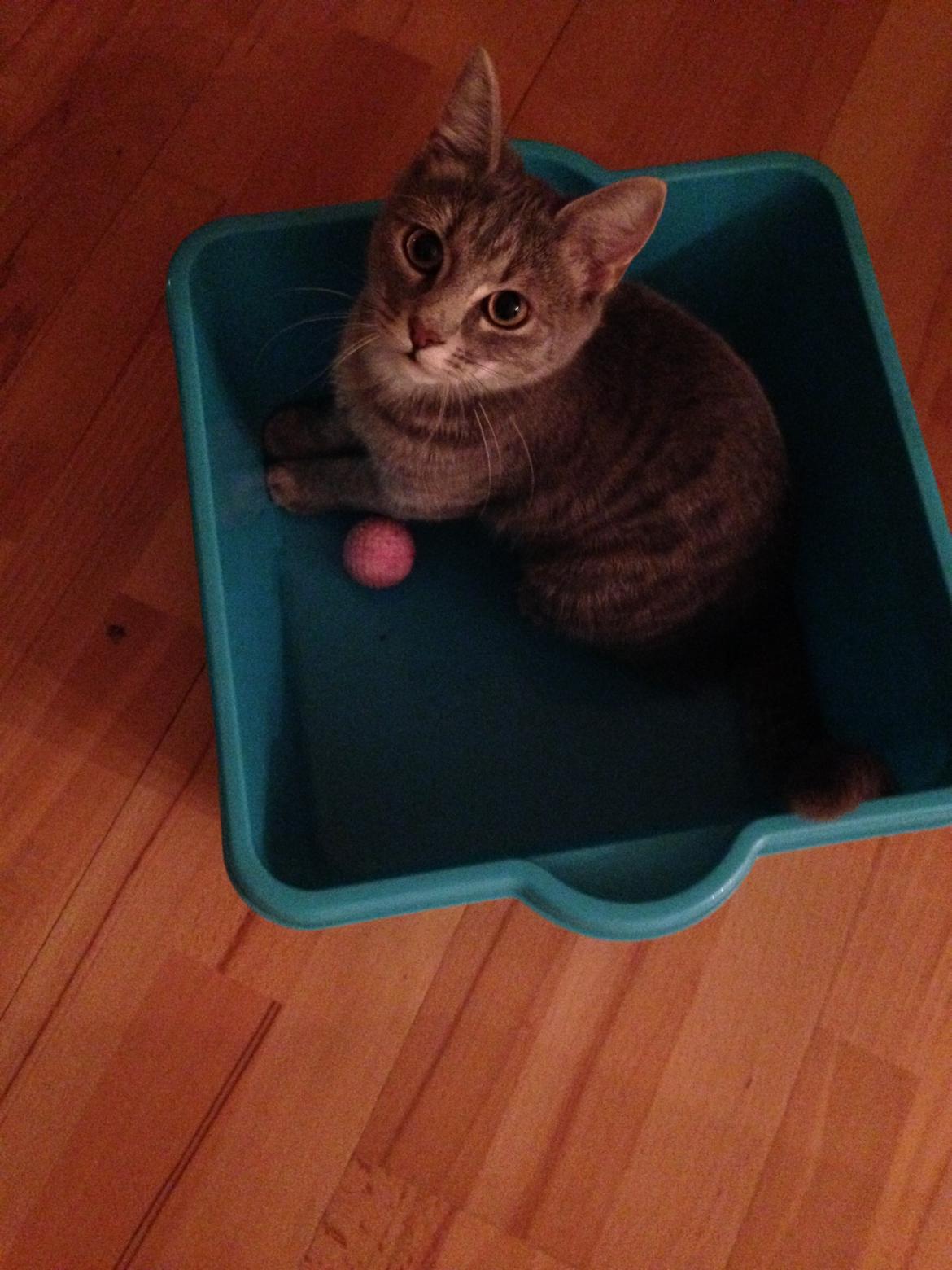 Huskat Putte - Halløøøøøøj! En opvaskebalje og min yndlings gummi-bold, så er vi klar til leg <3 billede 18