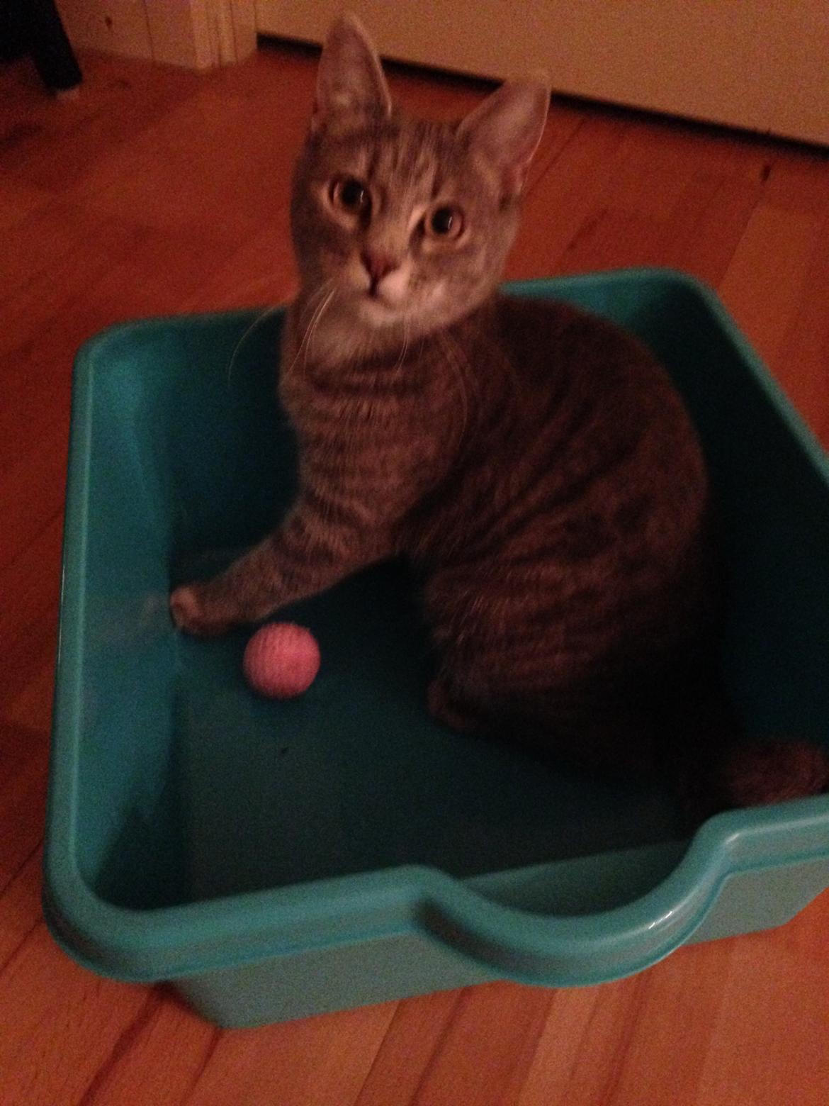 Huskat Putte billede 19