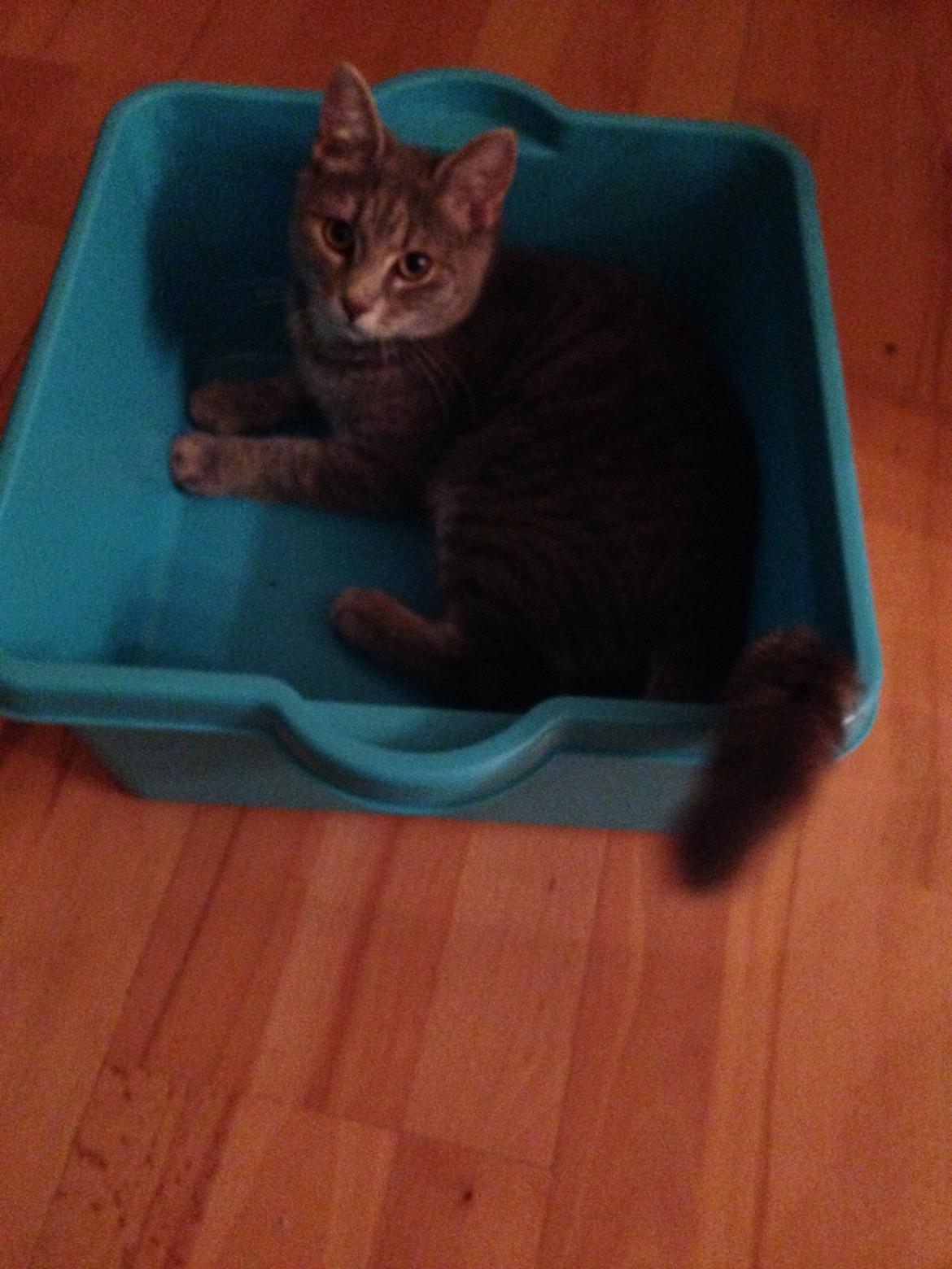 Huskat Putte billede 20