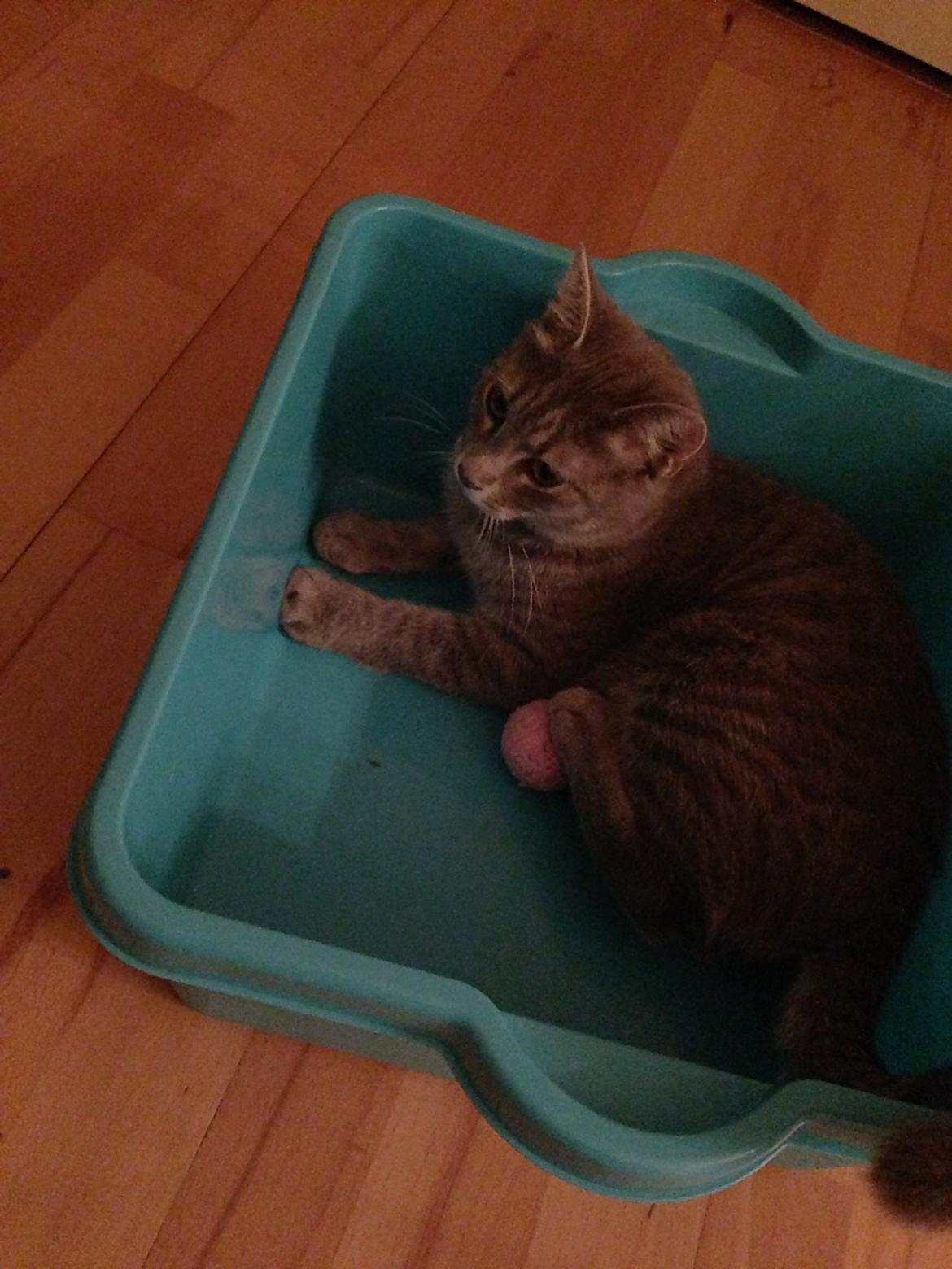 Huskat Putte billede 21