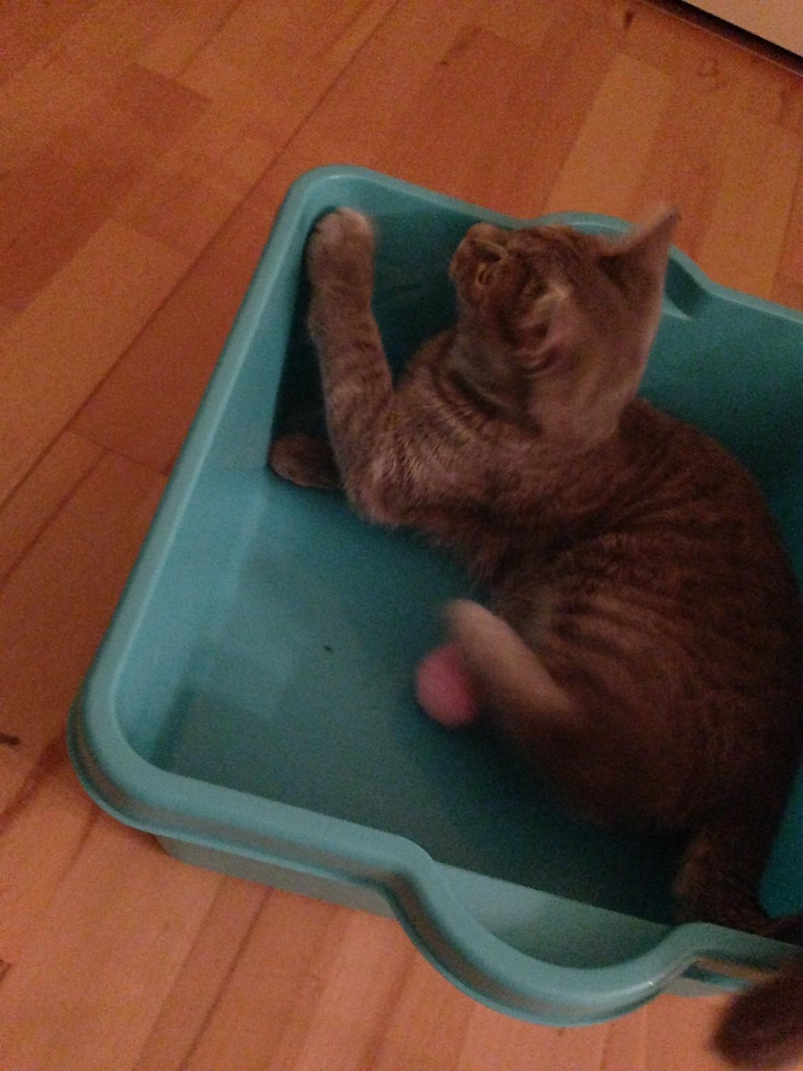 Huskat Putte billede 22