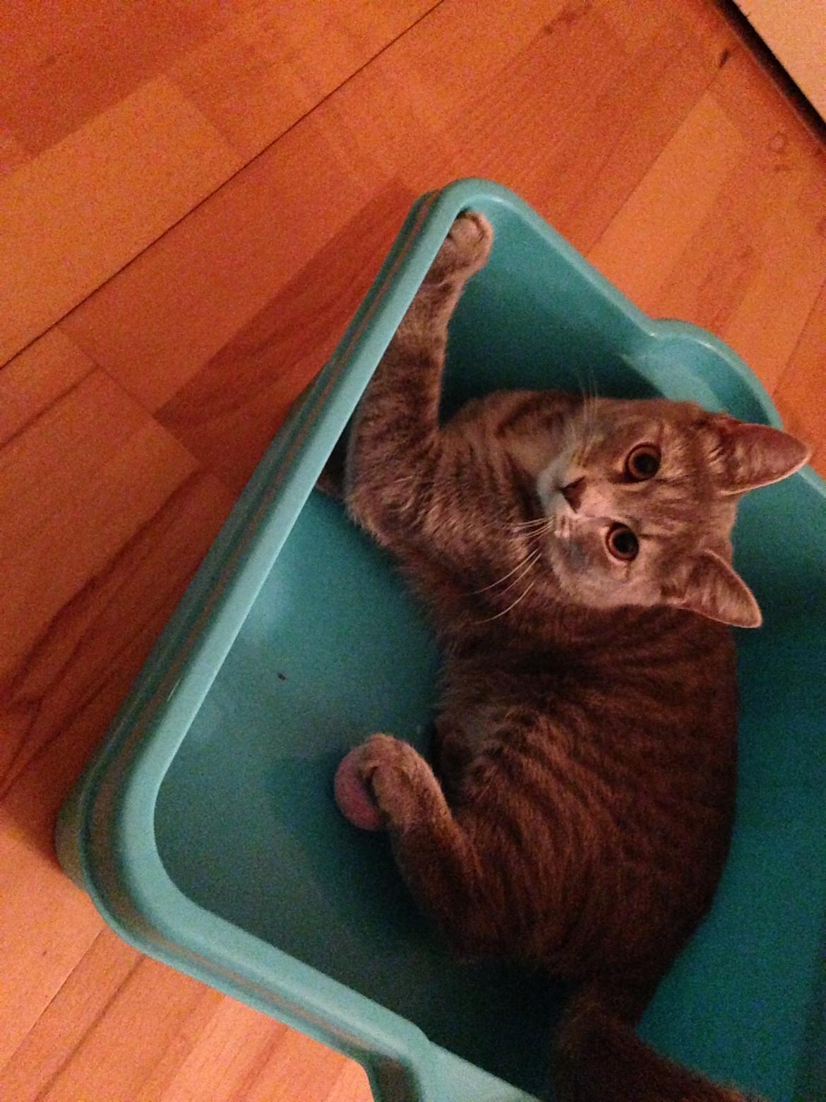 Huskat Putte billede 23