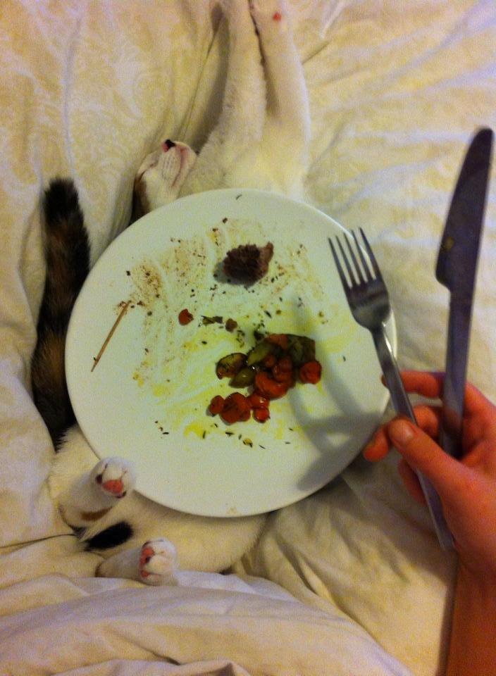 Huskat Nala - Man kan altså godt spise aftensmad på Nala! :-) Hun sover meget tungt! billede 14