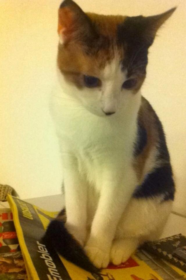 Huskat Nala billede 15