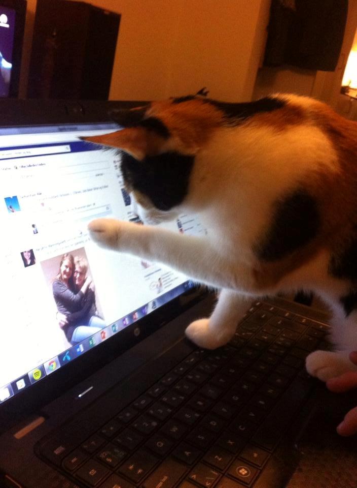 Huskat Nala - Computer mis! billede 16