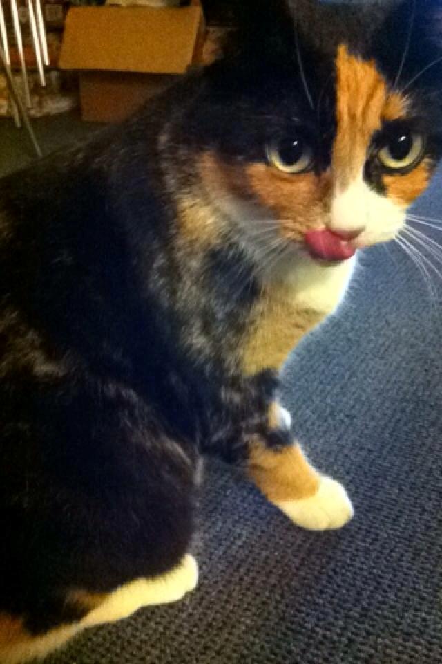 Huskat Mis billede 14