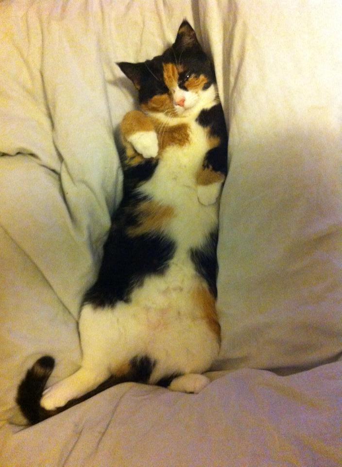 Huskat Mis billede 16