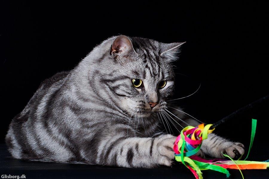 Europé Eife's Ebenezar McCoy - McCoy, 2 år billede 7