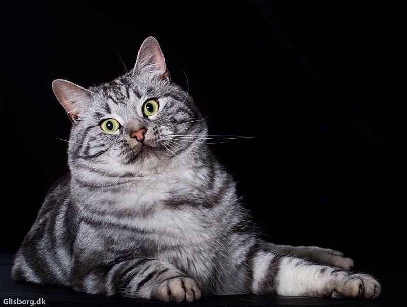 Europé Eife's Ebenezar McCoy billede 22