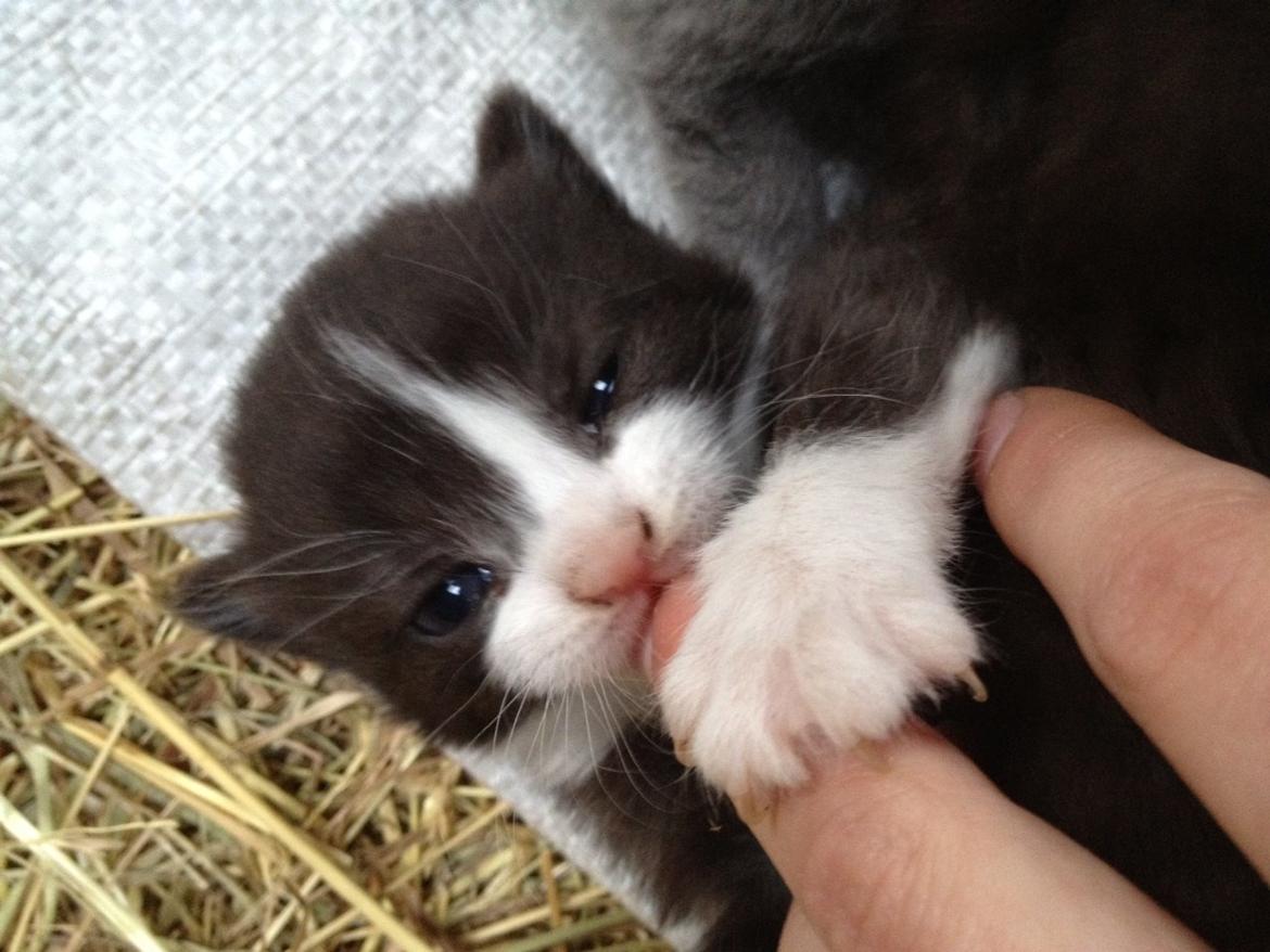 Huskat Putte - Det første billede jeg fik af Putte, og hun har kun lige fået øjne <3 billede 1