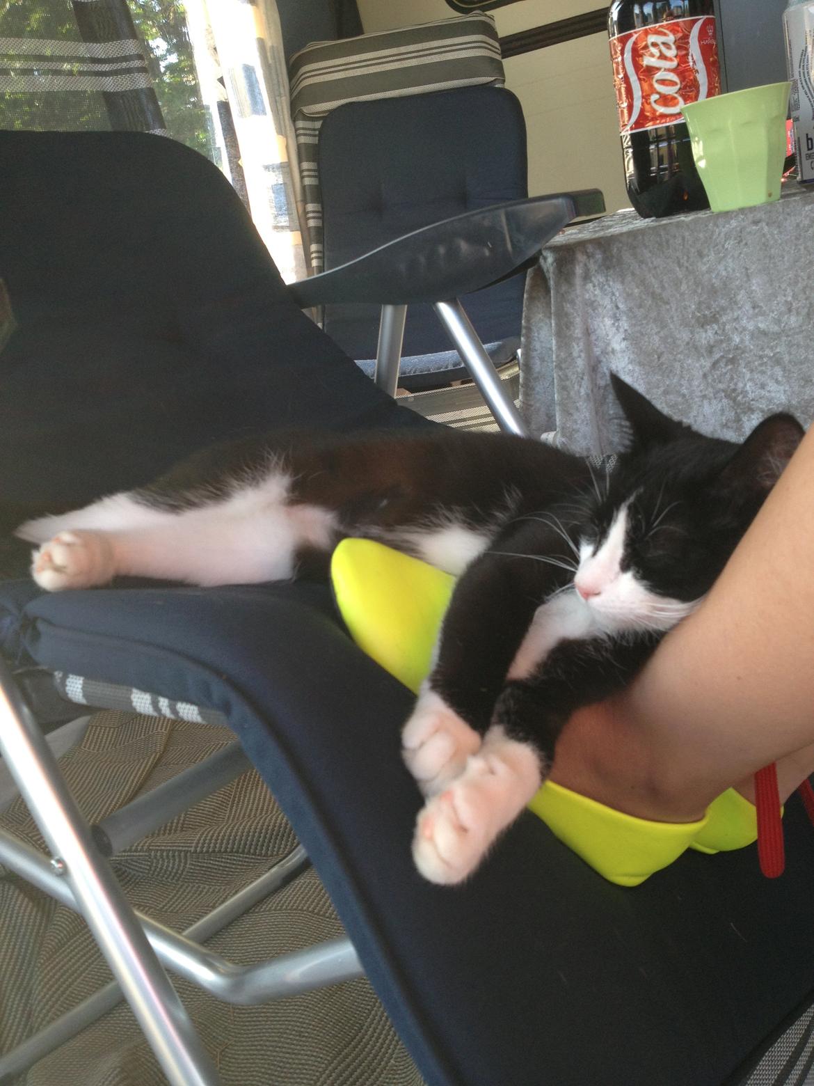 Huskat Putte billede 5