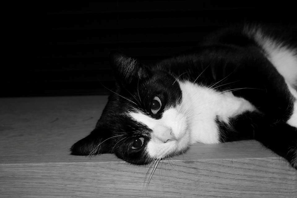 Huskat Putte billede 7