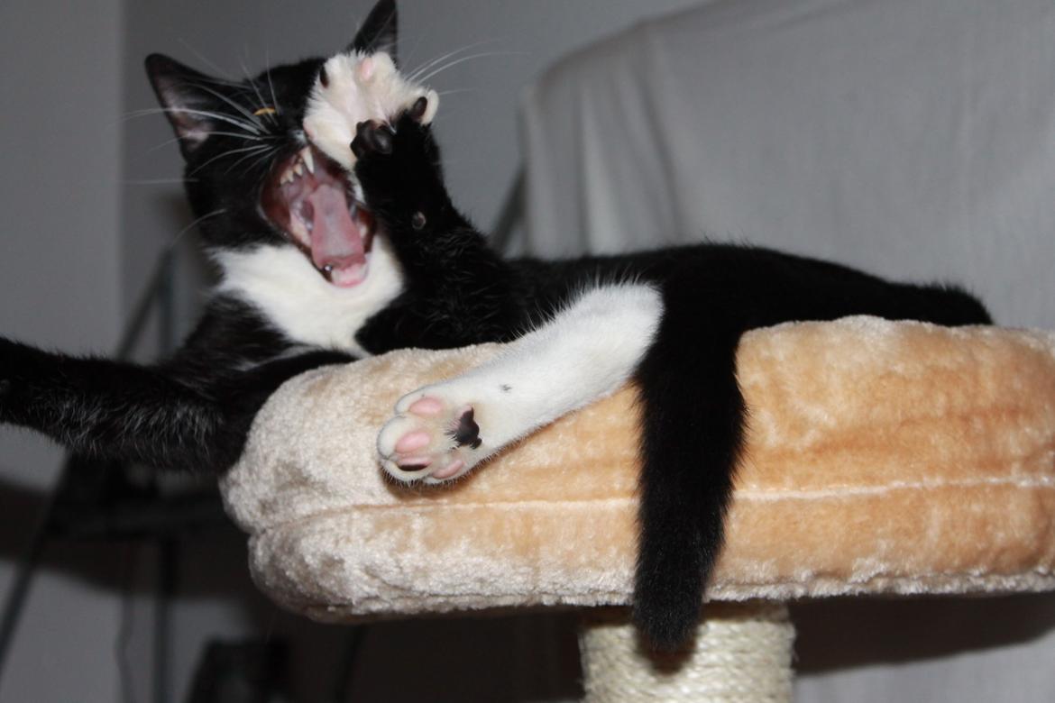 Huskat Lucky Luke - Nyder livet :D 8.1.2014 billede 33