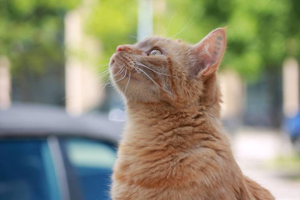 Huskat Tarzan *Efterlyst* - Smukke kat <3 2.7.2013 billede 21