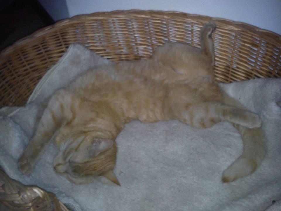 Huskat Tarzan *Efterlyst* - En træt Tarzan. 13.6.2013 billede 22