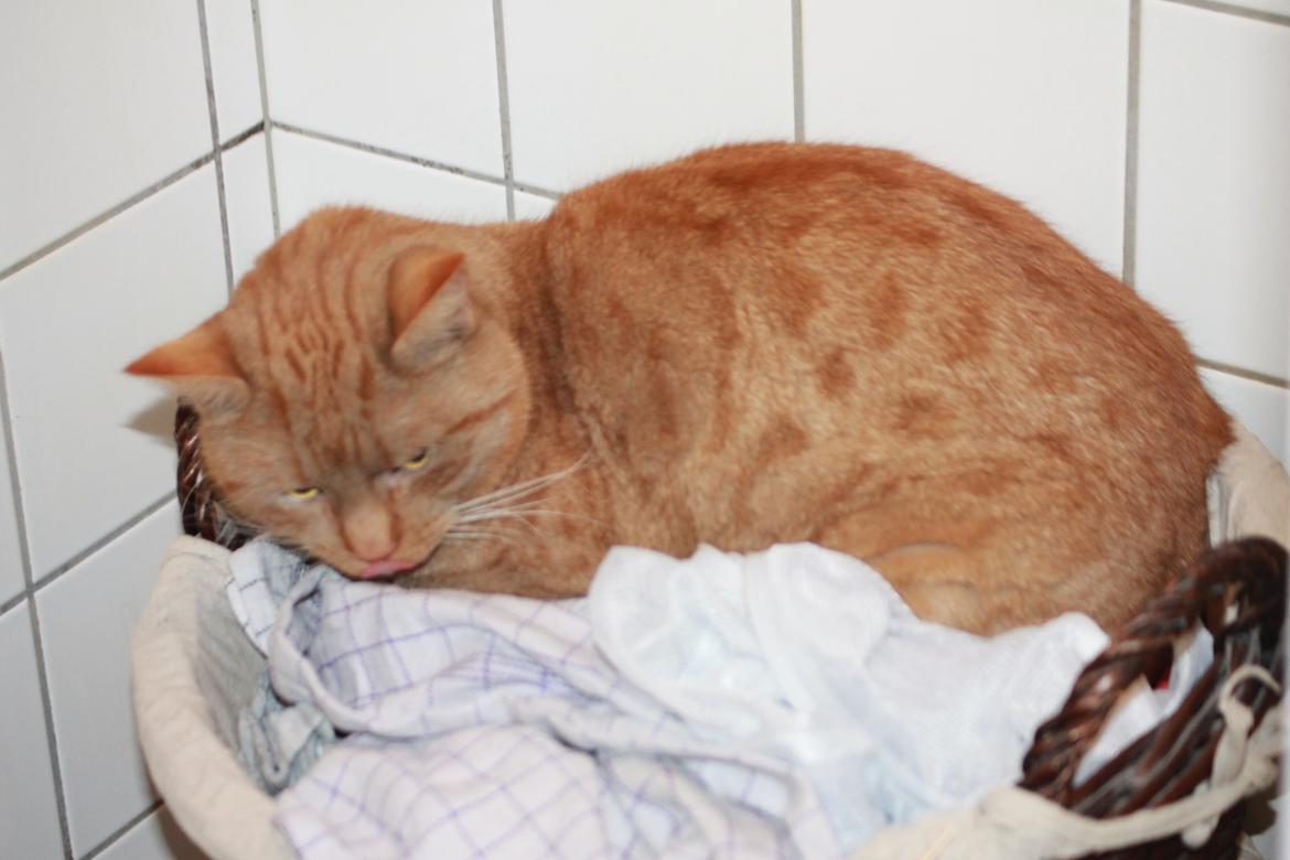 Huskat Tarzan *Efterlyst* - Tarzan prøver, at finde fred fra Lucky i vasketøjskurven. 9.12.13 billede 23