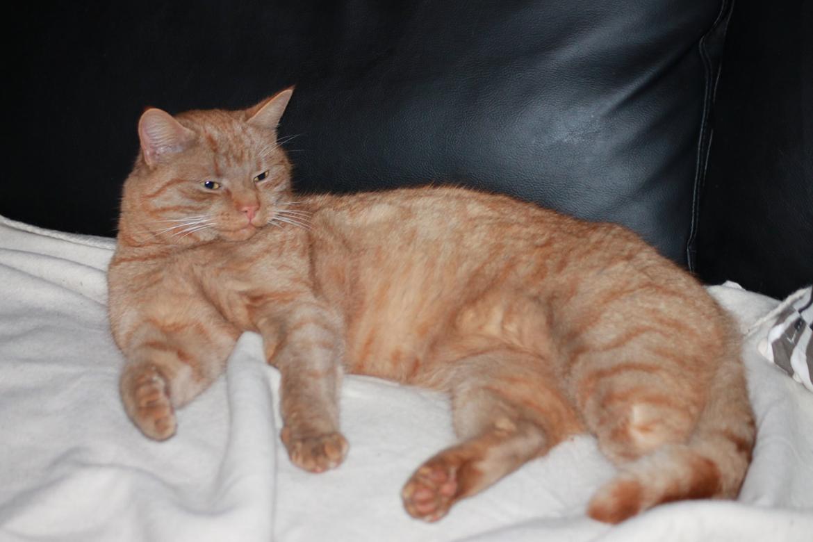 Huskat Tarzan *Efterlyst* - Kæmpe katten hygger sig i sofaen :) 10.12.13 billede 24