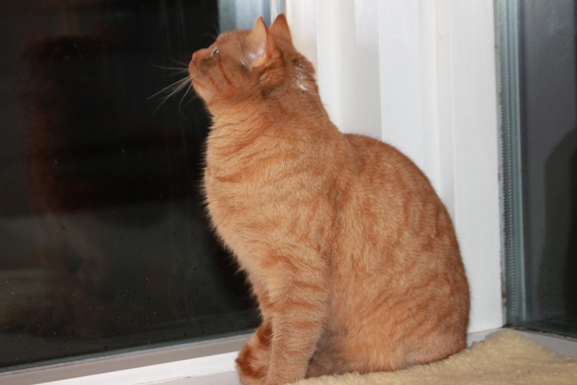 Huskat Tarzan *Efterlyst* - Tarzan er træt af, at være lukket inde, mens han skulle vænne sig til Lucky. 16.12.13 billede 25