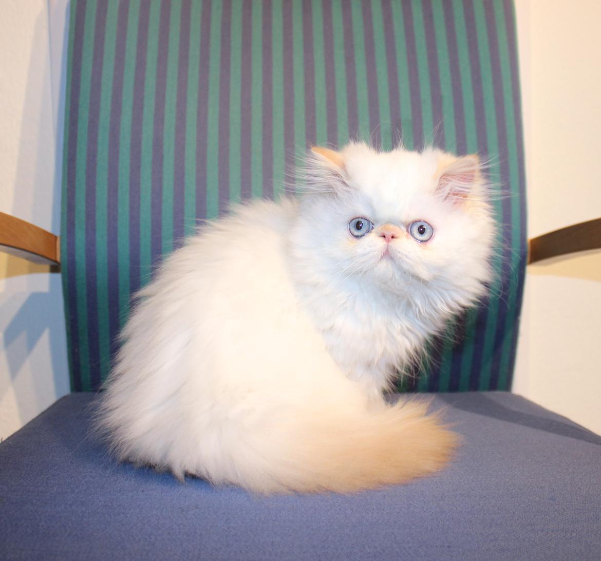 Colorpoint DK Bella Concia Fellipa - Fellipa 16 uger billede 1