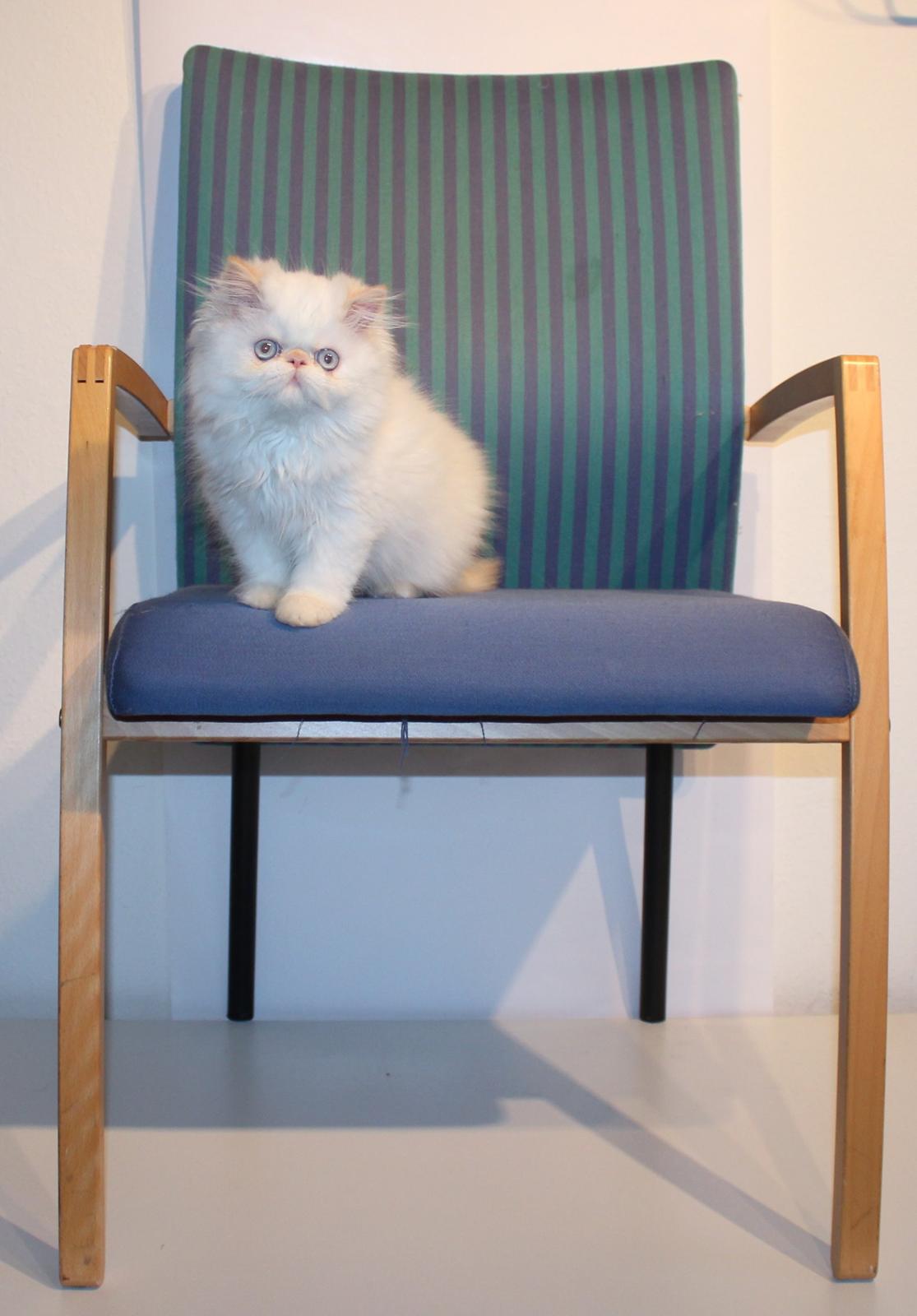 Colorpoint DK Bella Concia Fellipa - Fellipa 16 uger billede 5