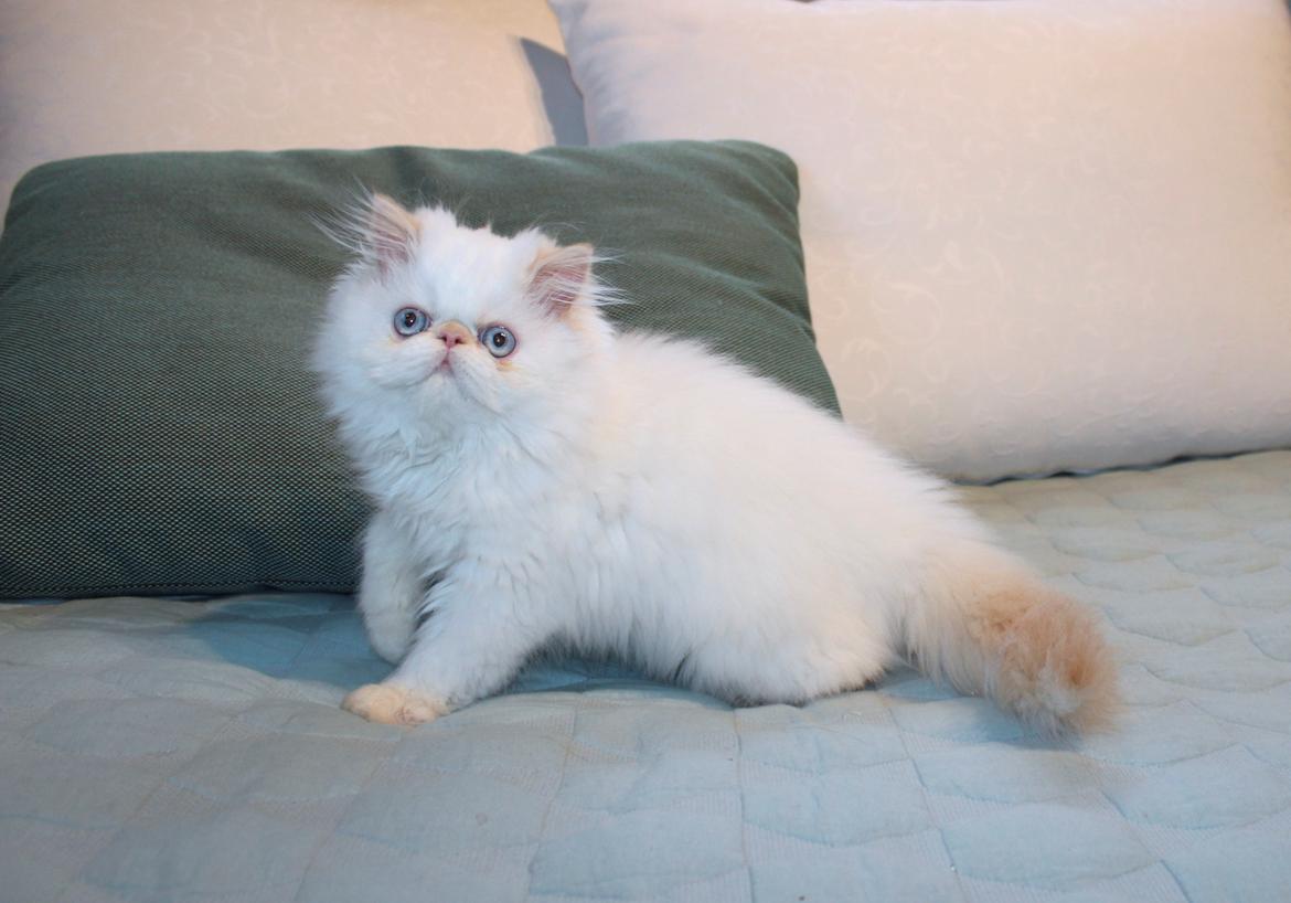 Colorpoint DK Bella Concia Fellipa - Fellipa 16 uger billede 9