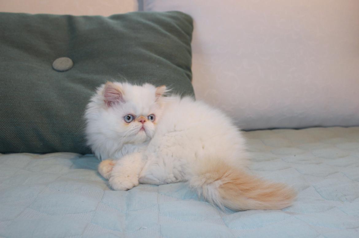 Colorpoint DK Bella Concia Fellipa - Fellipa 16 uger billede 11