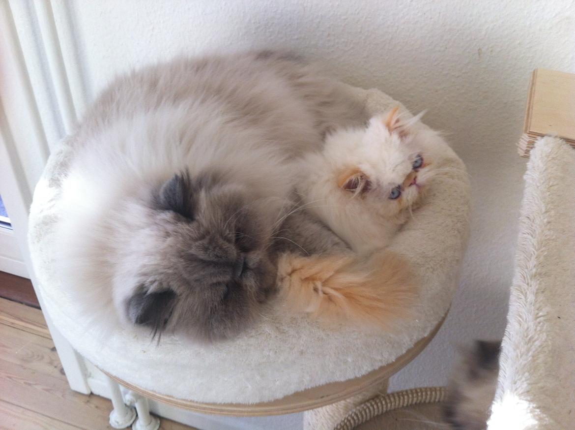 Colorpoint DK Bella Concia Fellipa - Fellipa 14 billede 4