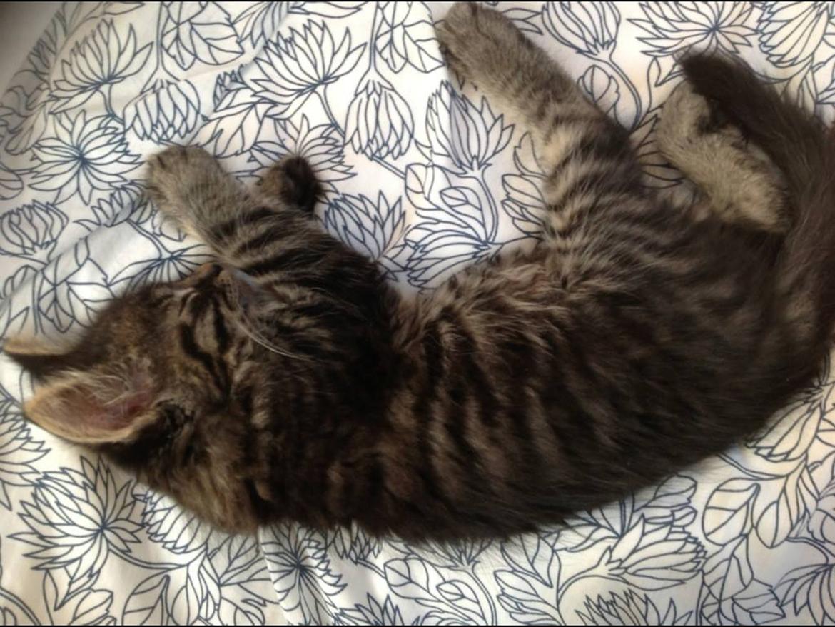 Blanding af racer Styrbjørn billede 1