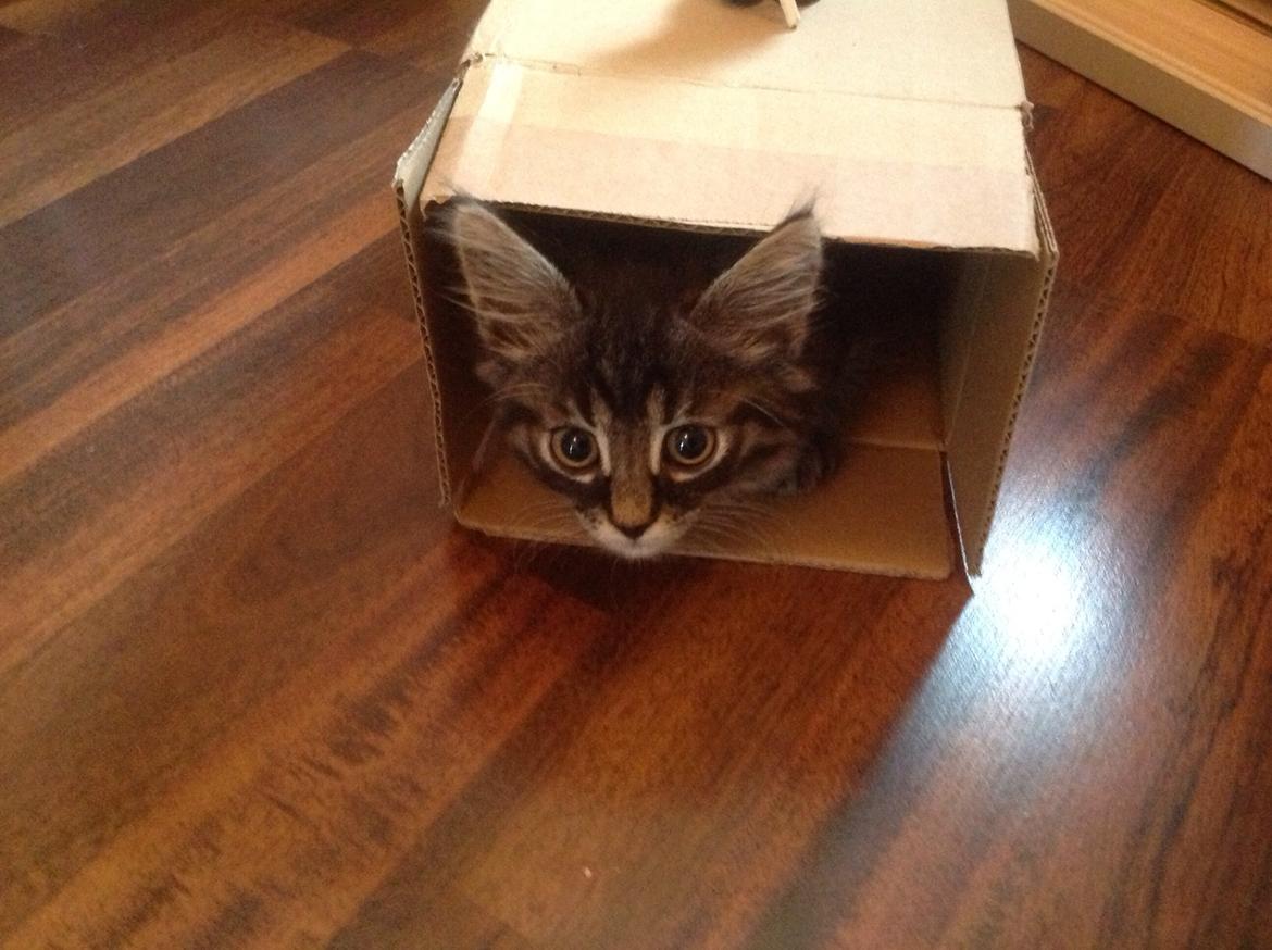 Blanding af racer Styrbjørn billede 2