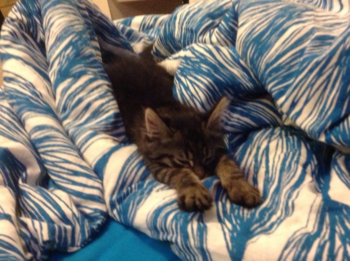 Blanding af racer Styrbjørn billede 3