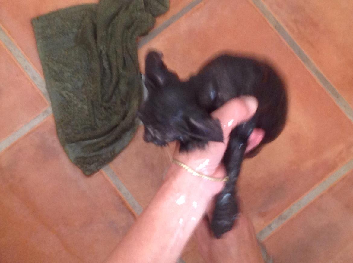 Blanding af racer Styrbjørn billede 4