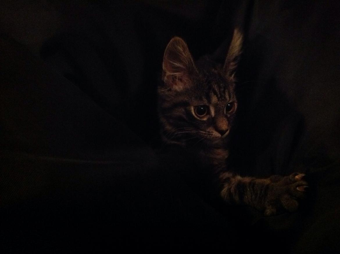 Blanding af racer Styrbjørn billede 5