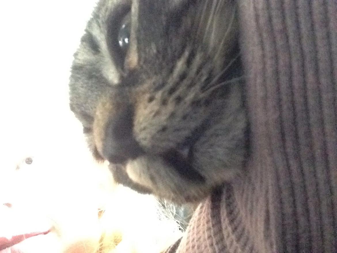 Blanding af racer Styrbjørn billede 6