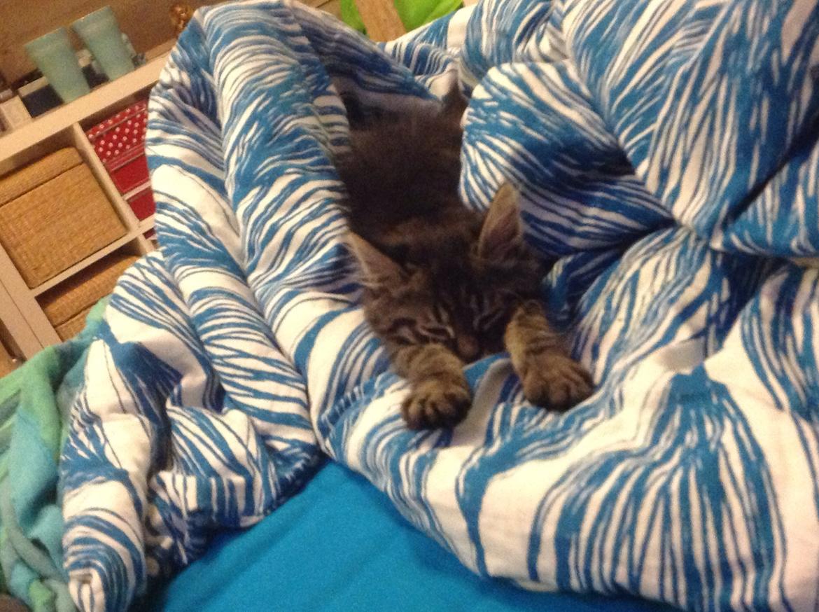 Blanding af racer Styrbjørn billede 7