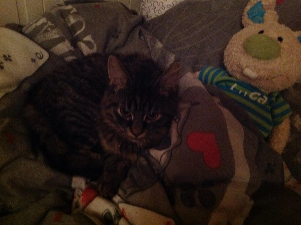 Blanding af racer Styrbjørn billede 10